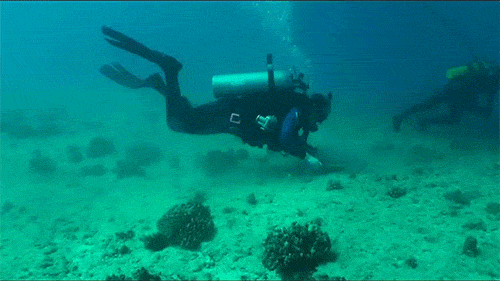 SCUBA diver scrubbing a spot on the seafloor for the cement and coral to stick to during coral restoration after the VogeTrader ship grounding.