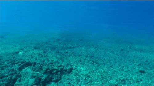 View of seafloor devoid of coral before restoration.