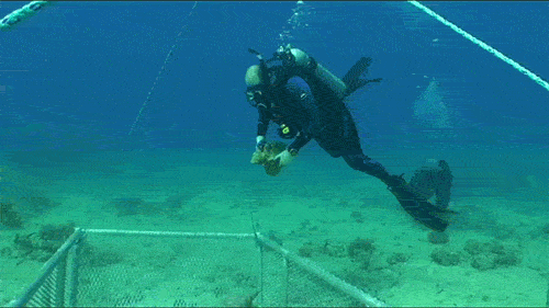 SCUBA diver placing coral piece into a large wire basket on the seafloor during coral restoration after the VogeTrader ship grounding.