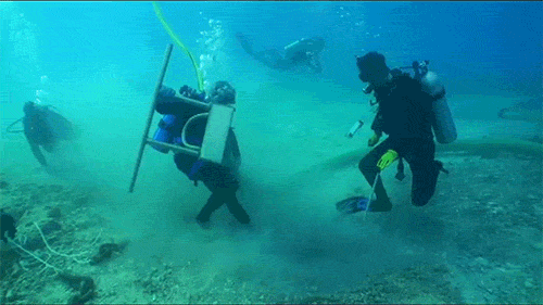 SCUBA divers shaking a suction tube to clear it on the seafloor during coral restoration after the VogeTrader ship grounding.