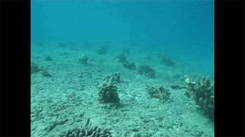 View of seafloor covered with healthy young coral and fish after restoration due to the VogeTrader grounding.