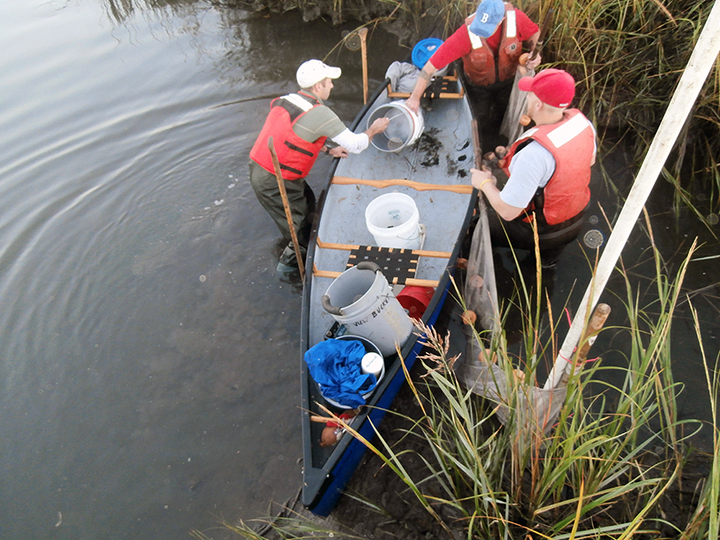 Three people stand in a tidal creek next to a boat setting up a net.