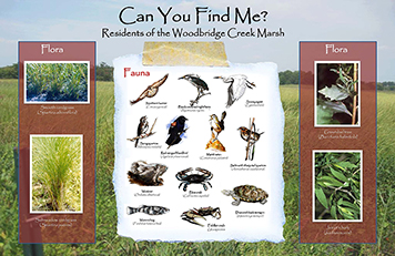 An interpretative sign displaying the flora and fauna found in Woodbridge Marsh.