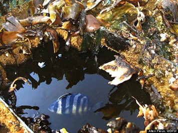 A submerged compartment in the back of the Japanese boat that washed up in Long Beach, Wash., provided a refuge for five striped beakfish. (Washington Department of Fish and Wildlife/Allen Pleus) A submerged compartment in the back of the Japanese boat that washed up in Long Beach, Wash., provided a refuge for five striped beakfish